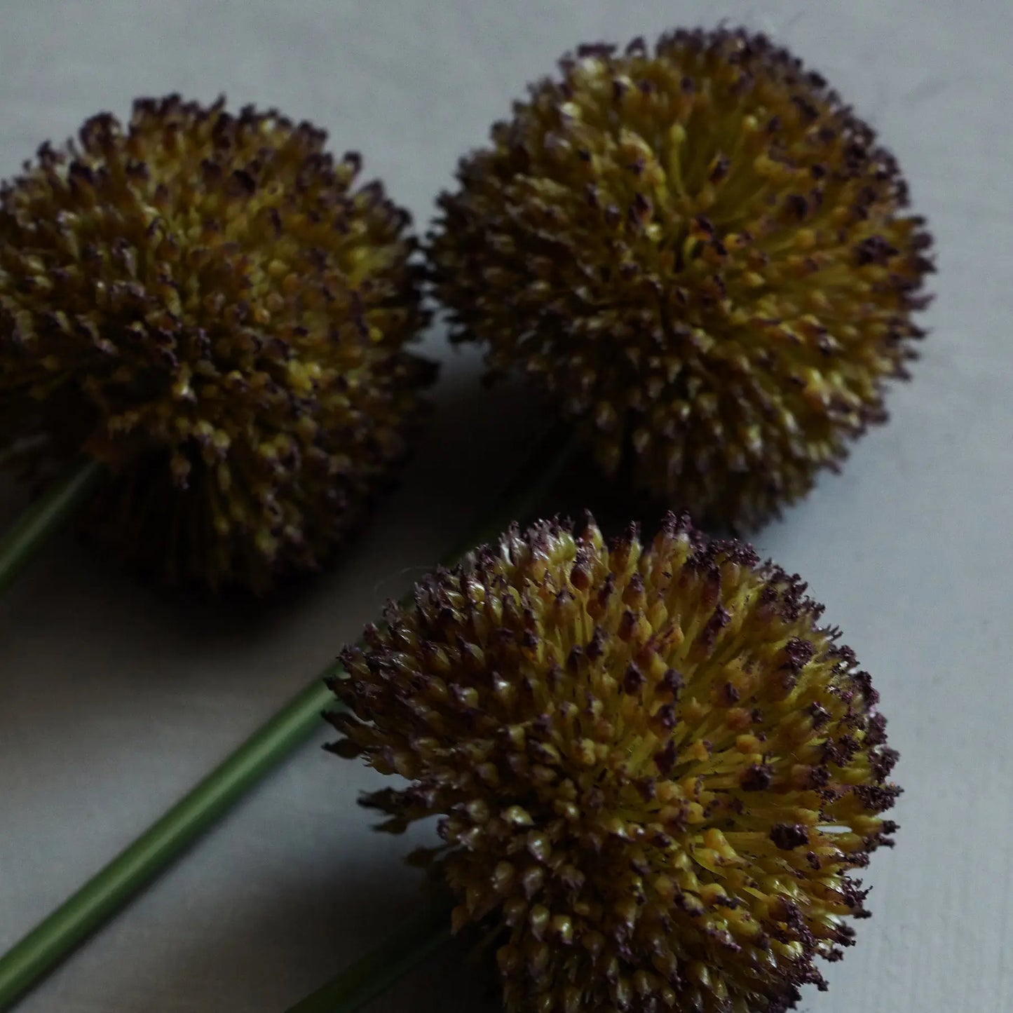 Allium Purple Stem