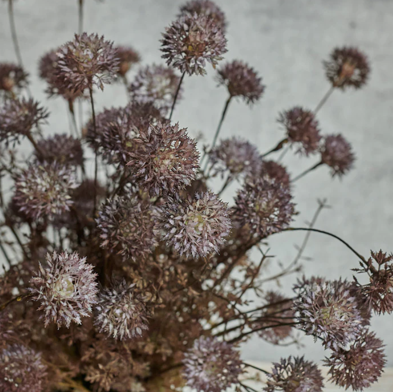 Melaleuca Purple Stem