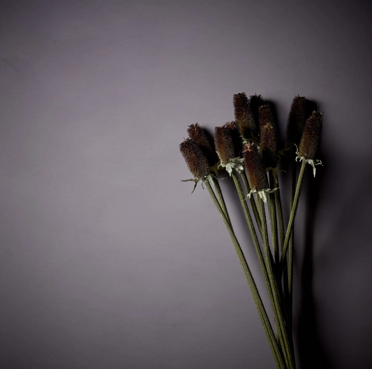 Seedpod Stem - Dried Flower